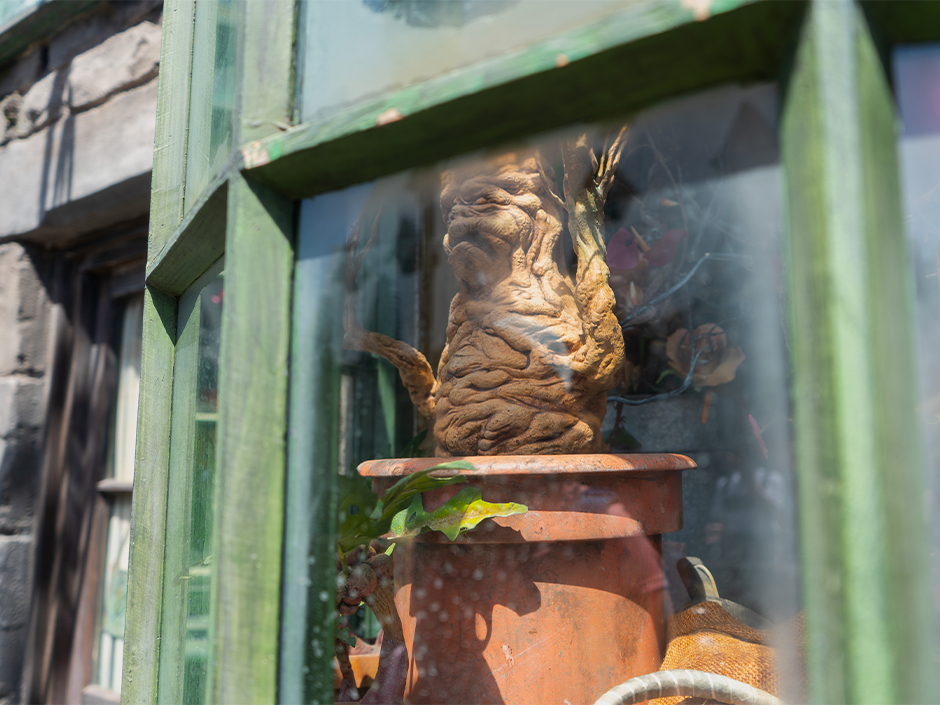 Mandrake in a shop window in The Wizarding World of Harry Potter.